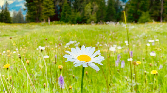 Couverture Développement Durable